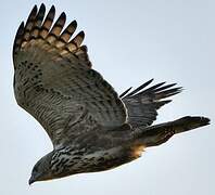 Changeable Hawk-Eagle