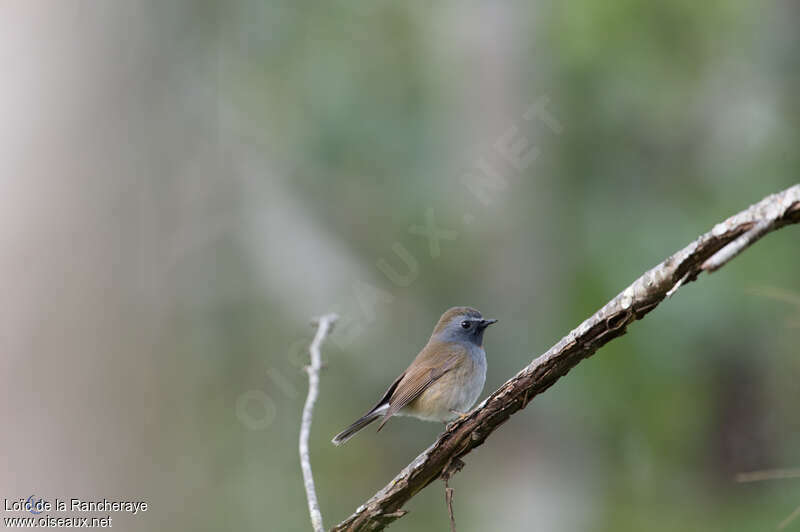 Rufous-gorgeted Flycatcher female adult, identification